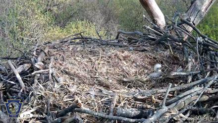 Hanover Eagles Live Cam - Apr 16, 2026, 5:07pm EDT