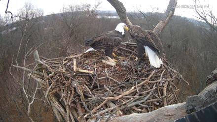 Hanover Eagles Live Cam - Dec 4, 2025, 1:12pm EST