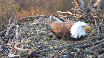 Hanover Eagles Live Cam - Apr 12, 2026, 6:53am EDT