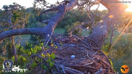 Hanover Eagles Live Cam - Apr 14, 2026, 7:27pm EDT