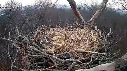 Hanover Eagles Live Cam - Jan 6, 2026, 7:39am EST