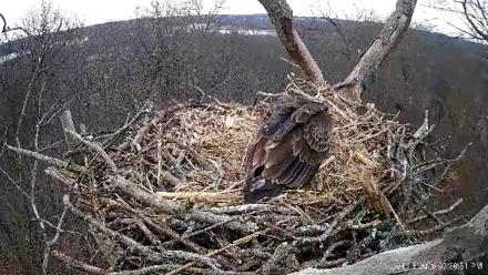 Hanover Eagles Live Cam - Jan 16, 2026, 3:40pm EST