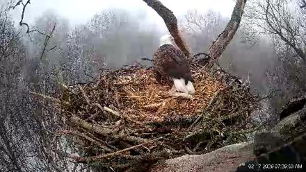Hanover Eagles Live Cam - Feb 17, 2026, 7:27am EST