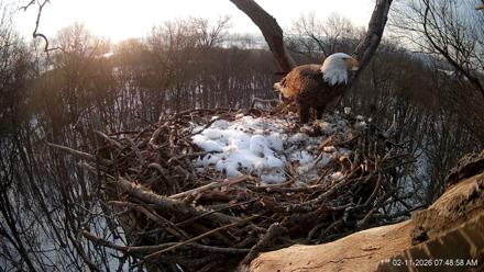 Hanover Eagles Live Cam - Feb 11, 2026, 7:49am EST