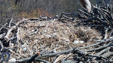 Hanover Eagles Live Cam - Apr 10, 2026, 3:35pm EDT