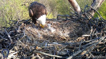 Hanover Eagles Live Cam - Apr 17, 2026, 5:45pm EDT