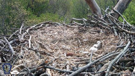 Hanover Eagles Live Cam - Apr 20, 2026, 12:13pm EDT
