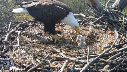 Hanover Eagles Live Cam - Apr 15, 2026, 9:34am EDT