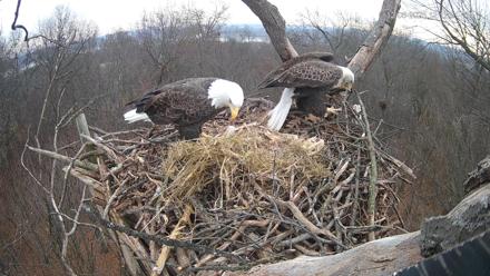 Hanover Eagles Live Cam - Dec 6, 2025, 12:18pm EST