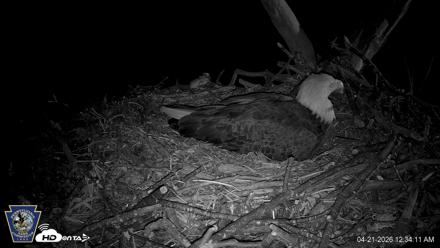 Hanover Eagles Live Cam - Apr 21, 2026, 12:34am EDT