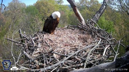 Hanover Eagles Live Cam - Apr 21, 2026, 3:14pm EDT