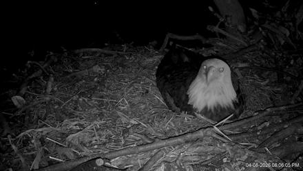 Hanover Eagles Live Cam - Apr 8, 2026, 8:06pm EDT