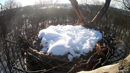 Hanover Eagles Live Cam - Jan 30, 2026, 8:51am EST