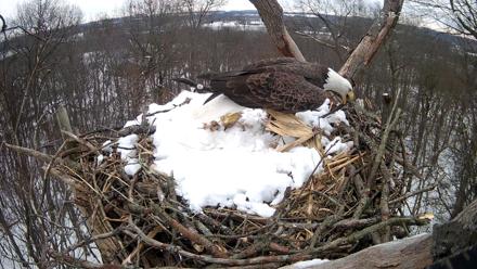 Hanover Eagles Live Cam - Dec 15, 2025, 12:07pm EST