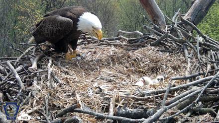 Hanover Eagles Live Cam - Apr 16, 2026, 12:28pm EDT