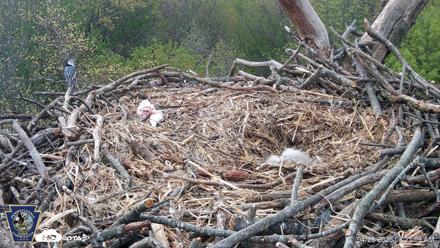 Hanover Eagles Live Cam - Apr 20, 2026, 8:21am EDT