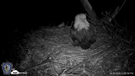 Hanover Eagles Live Cam - Apr 20, 2026, 11:53pm EDT