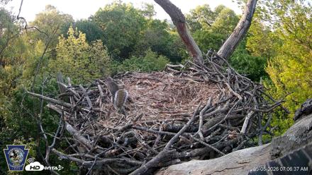 Hanover Eagles Live Cam - May 5, 2026, 7:06am EDT