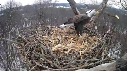 Hanover Eagles Live Cam - Dec 17, 2025, 1:33pm EST