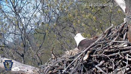 Hanover Eagles Live Cam - Apr 14, 2026, 4:04pm EDT