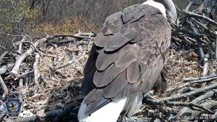 Hanover Eagles Live Cam - Apr 12, 2026, 2:47pm EDT