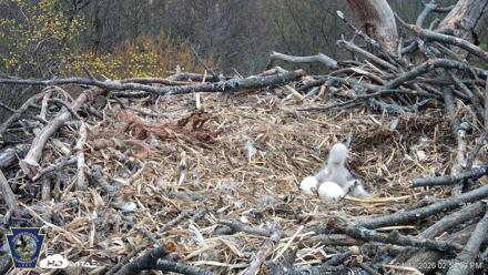 Hanover Eagles Live Cam - Apr 13, 2026, 2:55pm EDT