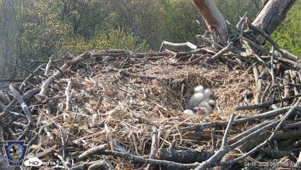 Hanover Eagles Live Cam - Apr 16, 2026, 8:08am EDT