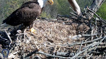 Hanover Eagles Live Cam - Apr 16, 2026, 4:06pm EDT