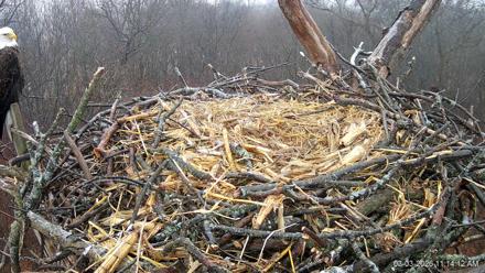 Hanover Eagles Live Cam - Mar 3, 2026, 11:14am EST