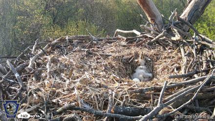Hanover Eagles Live Cam - Apr 16, 2026, 7:49am EDT