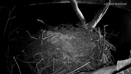 Hanover Eagles Live Cam - Dec 7, 2025, 6:41am EST