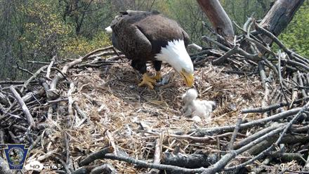 Hanover Eagles Live Cam - Apr 16, 2026, 12:36pm EDT