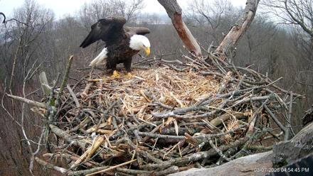 Hanover Eagles Live Cam - Mar 7, 2026, 4:55pm EST