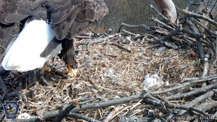 Hanover Eagles Live Cam - Apr 12, 2026, 3:47pm EDT