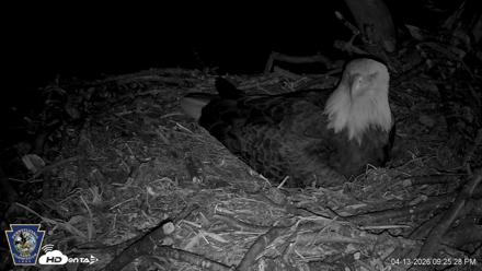 Hanover Eagles Live Cam - Apr 13, 2026, 9:25pm EDT