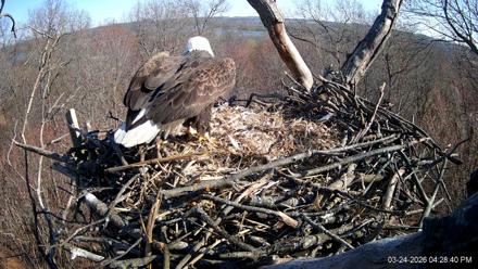 Hanover Eagles Live Cam - Mar 24, 2026, 4:28pm EDT