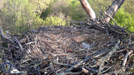 Hanover Eagles Live Cam - Apr 20, 2026, 6:23pm EDT
