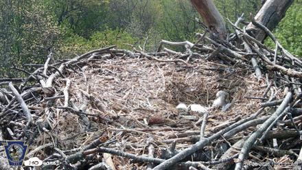 Hanover Eagles Live Cam - Apr 20, 2026, 10:41am EDT