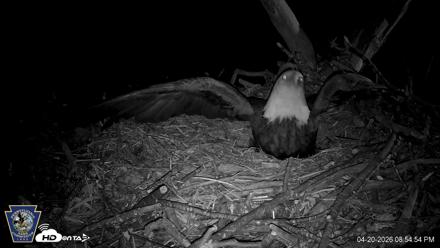 Hanover Eagles Live Cam - Apr 20, 2026, 8:56pm EDT