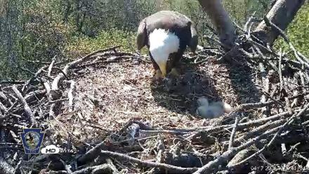 Hanover Eagles Live Cam - Apr 17, 2026, 10:29am EDT