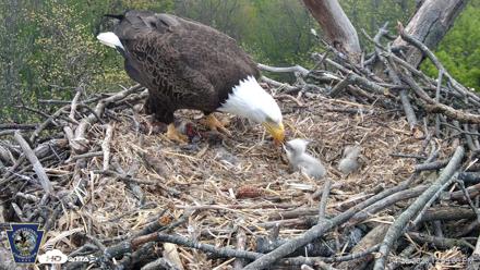 Hanover Eagles Live Cam - Apr 20, 2026, 12:50pm EDT