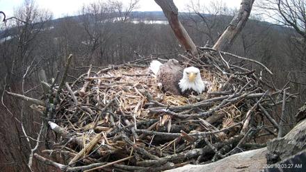 Hanover Eagles Live Cam - Mar 8, 2026, 11:03am EDT