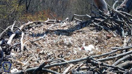 Hanover Eagles Live Cam - Apr 12, 2026, 1:04pm EDT