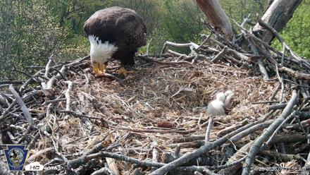 Hanover Eagles Live Cam - Apr 20, 2026, 9:21am EDT