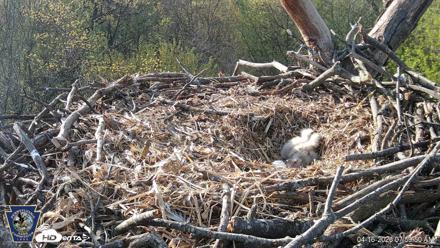 Hanover Eagles Live Cam - Apr 16, 2026, 8:00am EDT
