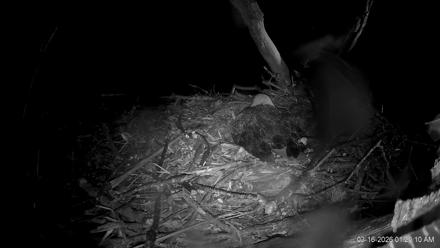 Hanover Eagles Live Cam - Mar 16, 2026, 1:20am EDT