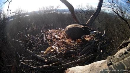Hanover Eagles Live Cam - Feb 21, 2026, 8:27am EST