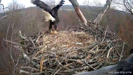 Hanover Eagles Live Cam - Apr 3, 2026, 5:36pm EDT