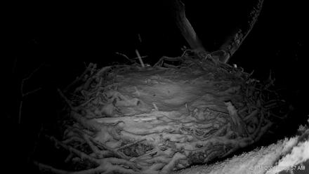 Hanover Eagles Live Cam - Jan 18, 2026, 6:09am EST