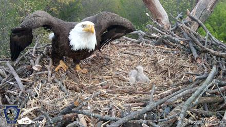 Hanover Eagles Live Cam - Apr 19, 2026, 5:33pm EDT